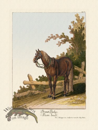 (image for) Ridingers Horses 33