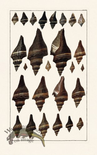 (image for) Seba B2 080