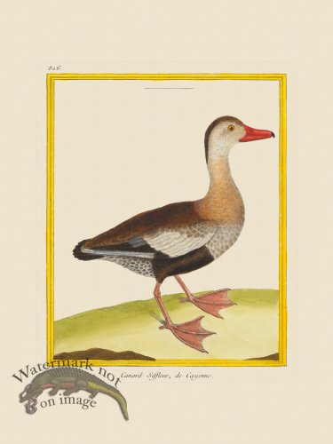 (image for) Martinet Bird 826