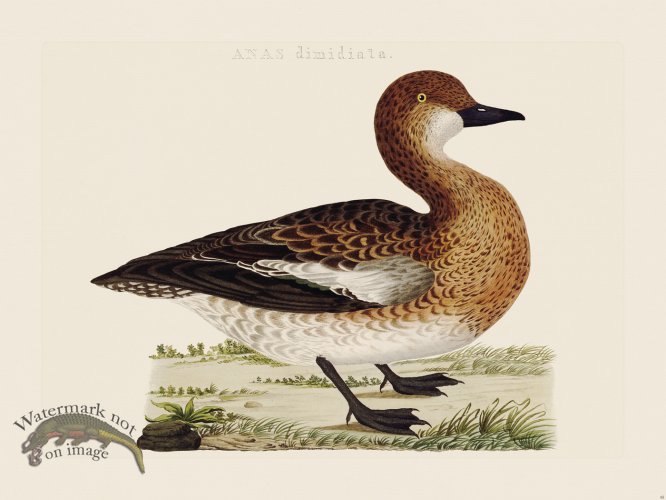 (image for) Nozeman Bird 095