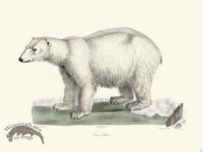 (image for) Cuvier 126 Polar Bear