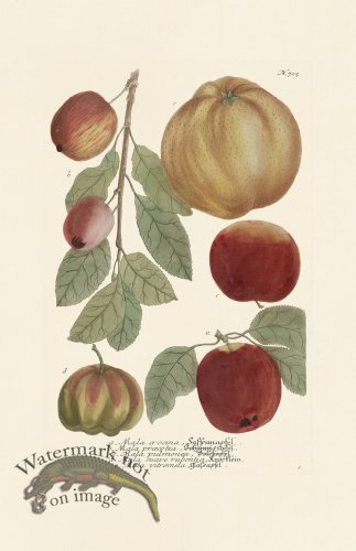 (image for) Weinmann PL 705