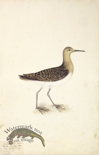 202 Swedish Birds . Scolopax Gallinago, Common Snipe