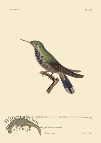 (image for) Humming Bird 19