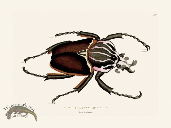 (image for) 080 Beetl Fork-Headed