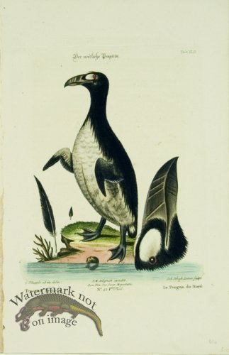 (image for) Seligmann Duck 09