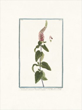 Bonelli 294 Germander