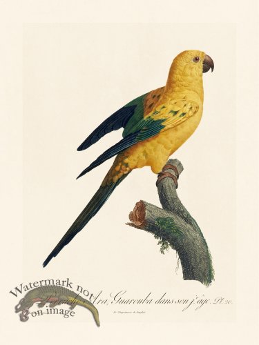 (image for) Barraband Parrot 020