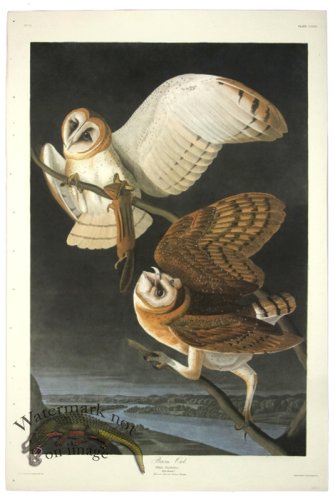 (image for) Barn Owl