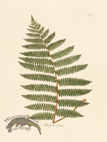 (image for) Hooker Fern 08