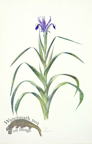 (image for) Dykes Iris 04