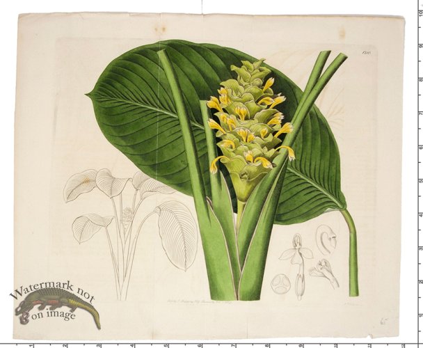(image for) Curtis Botanical 022