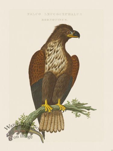 (image for) Nozeman Bird 109