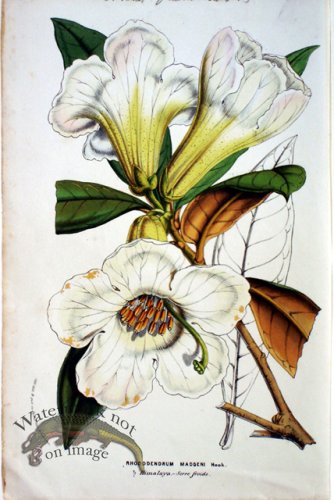 (image for) Botanical