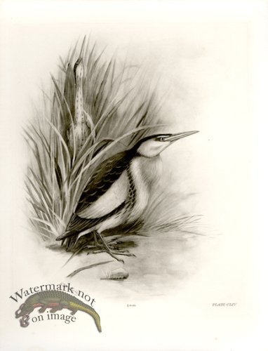 (image for) Bird 07 LITTLE BITTERN