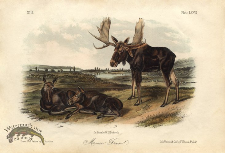 Moose Deer