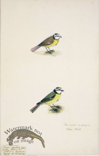 (image for) 111 Swedish Birds . Parus Caeruleus, Blue Tit, Male & Female