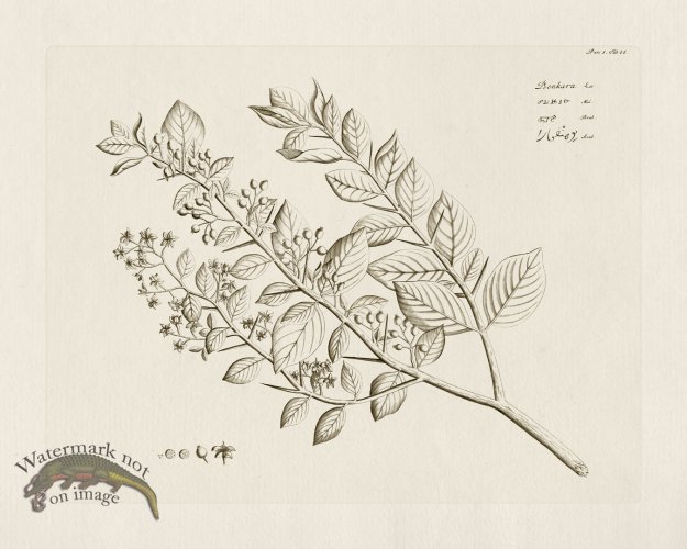 (image for) HORTUS VOl 05 35