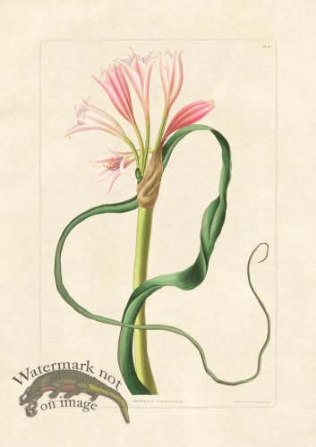 (image for) Edward bury 42