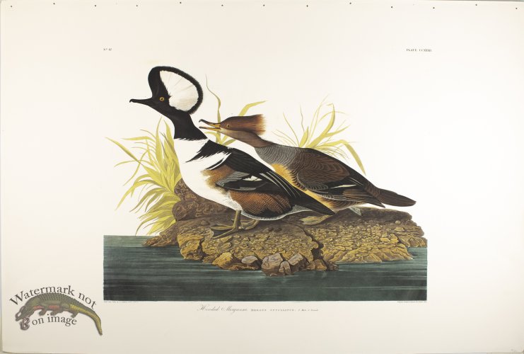 (image for) Hooded Merganser