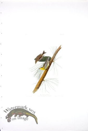 Pine Creeping Warbler