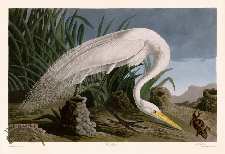 (image for) 386 White Heron