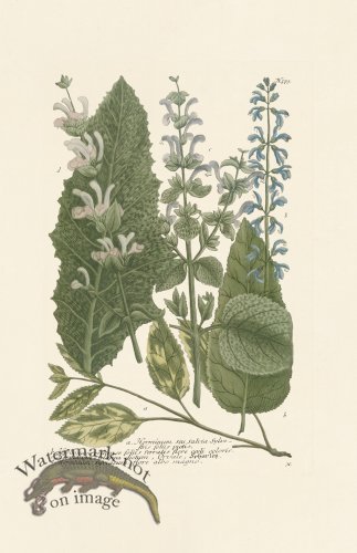 (image for) Weinmann PL 579