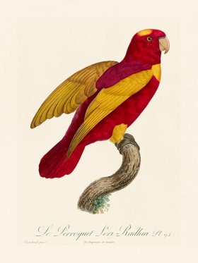Barraband Parrot 094