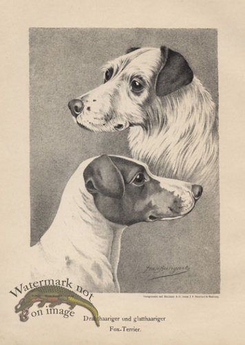 (image for) 1890s Dogs 06