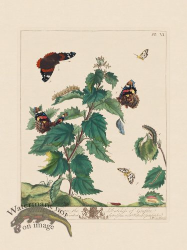 Moses Harris Insects 06