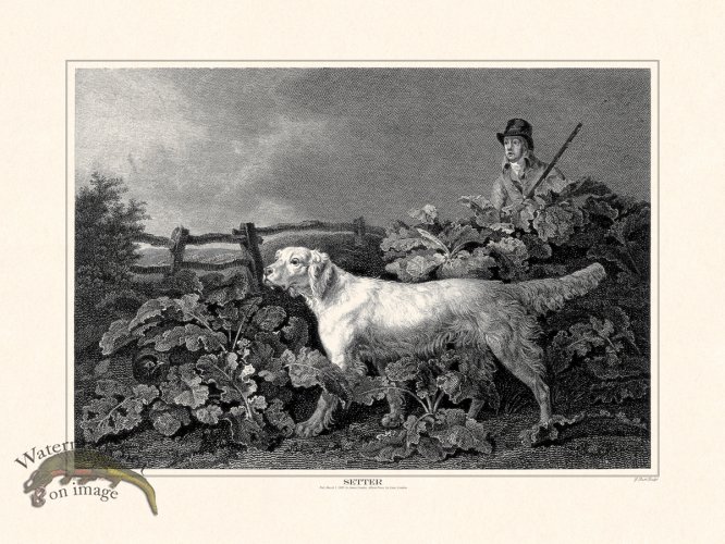 (image for) TSR Setter