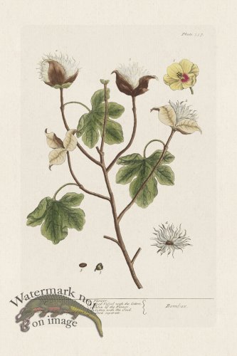 (image for) BEE 357 Cotton