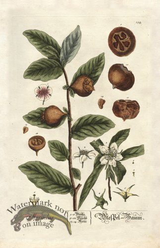 (image for) Blackwell GE 154