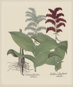 Besler 246 Colored B2