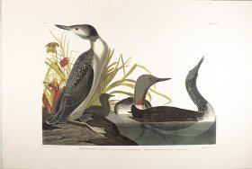 Red-Throated Diver