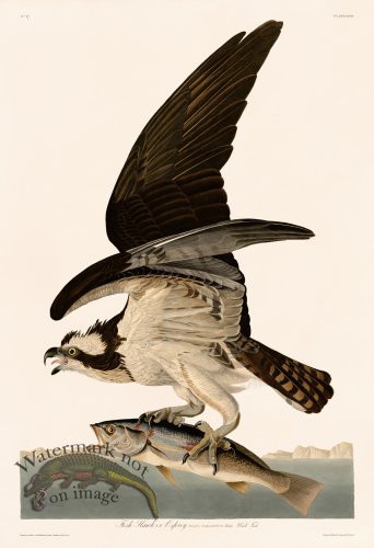 (image for) 081 Osprey