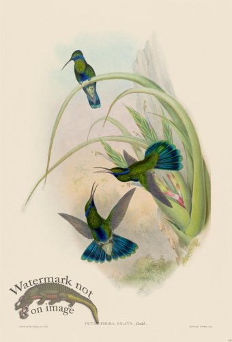 Gould Hummingbird 225