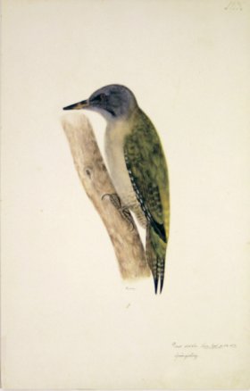 123 Swedish Birds . Picus Viridis, European Green Woodpecker.F