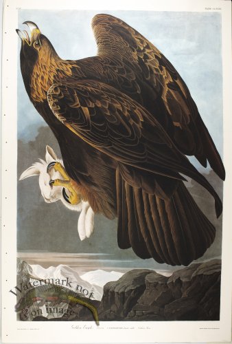 (image for) Golden Eagle