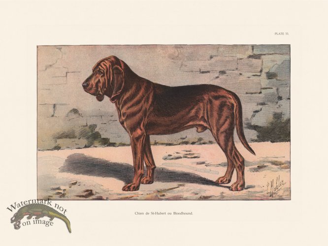 (image for) Les Chiens 033