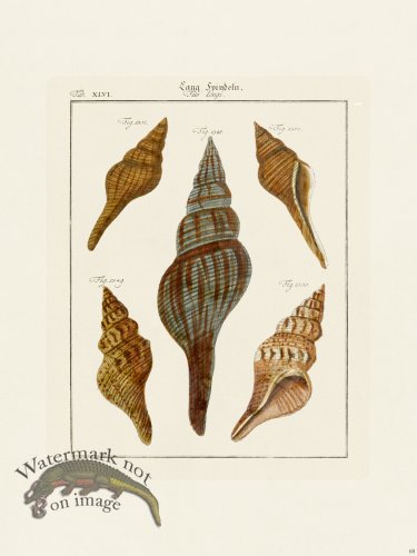 (image for) Martini Shells 068