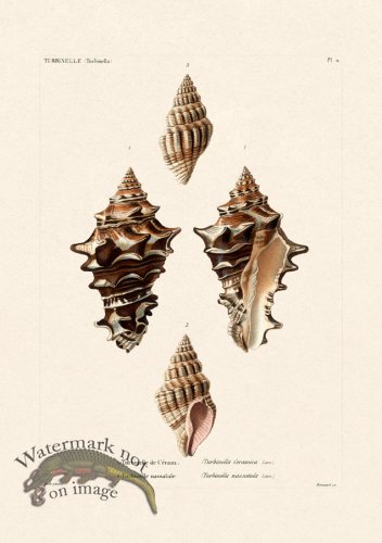 (image for) French Shell 011