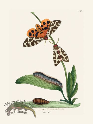 (image for) 288 Moth Tiger