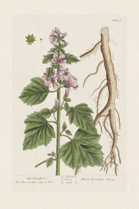 BEE 090 Marshmallows