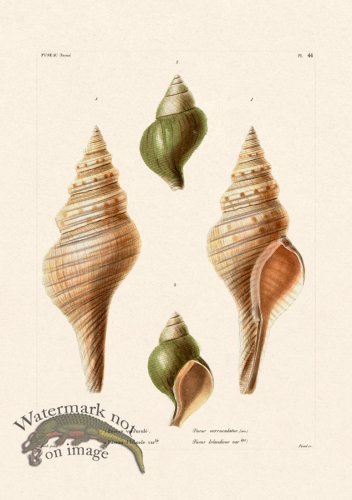 (image for) French Shell 044