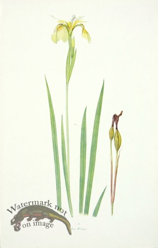 (image for) Dykes Iris 22