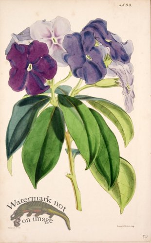 (image for) CBMS_0060