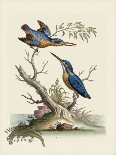 (image for) Edwards 011 Little Indian Kingfishers