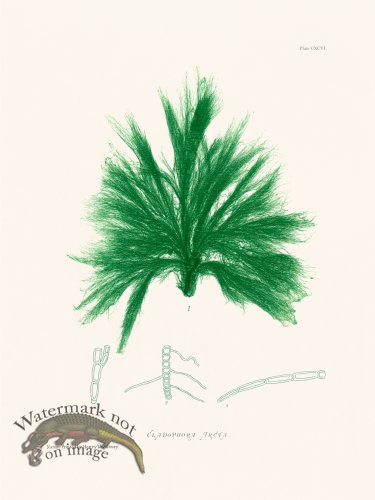 (image for) Bradbury Seaweed 196