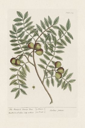 BEE 174 The Manur'd Service Tree